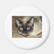 Siamese Cat Fridge Magnets