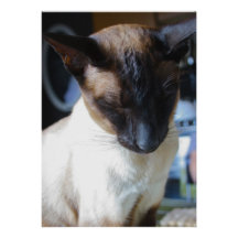 Siamese Cat Invitation