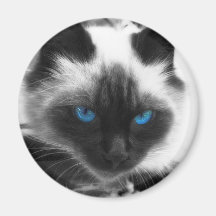 Siamese Cat Magnet