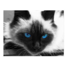 Siamese Cat Post Cards