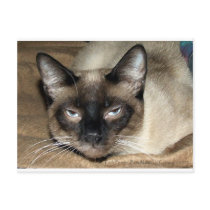 Siamese Cat Postcard