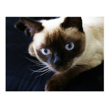 Siamese cat postcards
