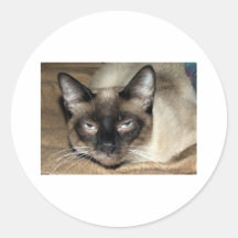 Siamese Cat Round Stickers