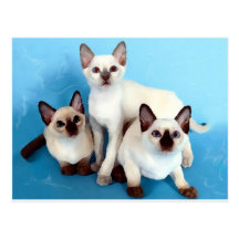 Siamese Cats Postcards