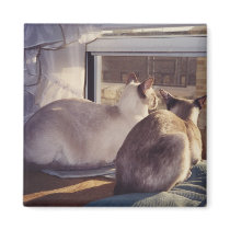 Siamese Cats Two (2) at Window Refrigerator Magnet