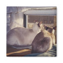 Siamese Cats Two (2) at Window magnets