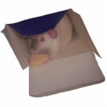 siamese dumbo rat in a box acrylic cut outs