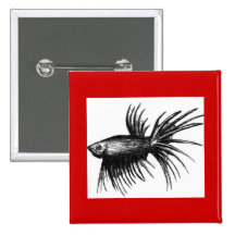 Siamese fighting fish- Betta splendens Button