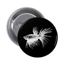 Siamese fighting fish- Betta splendens Buttons
