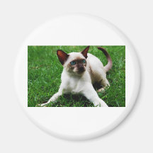 Siamese in the grass fridge magnet