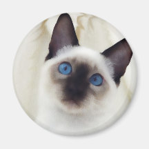Siamese Kitten Fridge Magnet
