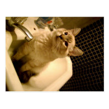 siamese mix kitten post card