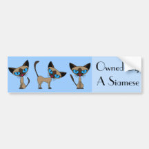 Siamese Times Three Bumper Sticker
