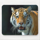 Siberian (Amur) Tiger mousepads