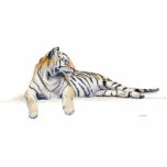 Siberian / Bengal Tiger photo sculptures