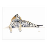 Siberian/ / Bengal Tiger Post Card