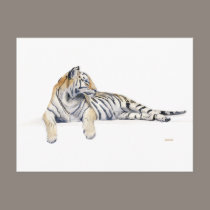 Siberian / Bengal Tiger postcards