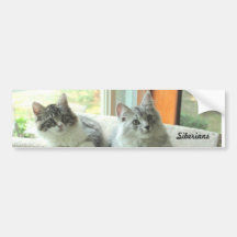 Siberian Cat Bumper Sticker