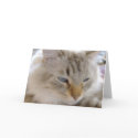 Siberian cat with blue eyes cards
