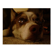 Siberian Husky (5) Post Card