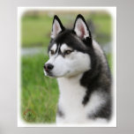 Siberian Husky 9Y570D-006 posters