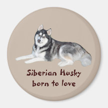 Siberian Husky Beautiful Magnet