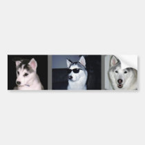Siberian Husky Bumper Sticker bumper stickers
