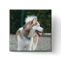 Siberian Husky Button