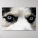 Siberian Husky Demon 3
