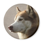Siberian Husky Dogs magnets