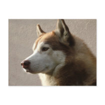 Siberian Husky Dogs Post Cards