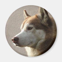 Siberian Husky Dogs Refrigerator Magnets