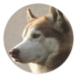 Siberian Husky Dogs stickers