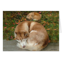 Siberian Husky & German Klein Spitz Pomeranian Greeting Card