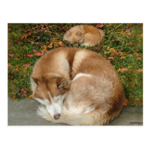 Siberian Husky & German Klein Spitz Pomeranian Post Cards