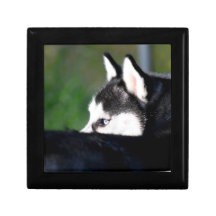 Siberian Husky Gift Box