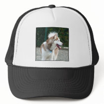 Siberian Husky Hats