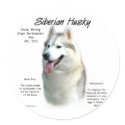 Siberian Husky History Design stickers