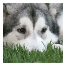 Siberian Husky Invitation