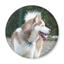 Siberian Husky magnet