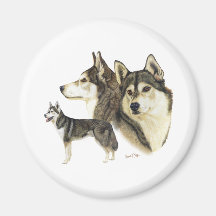 Siberian Husky Magnets