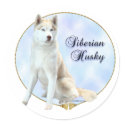 Siberian Husky Portrait Sticker