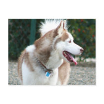 Siberian Husky Post Cards