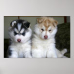 Siberian Husky Puppies posters