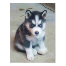 Siberian Husky puppy art postcard