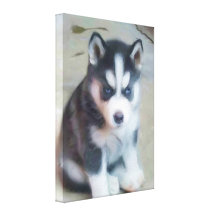 Siberian Husky puppy Stretched Canvas Prints
