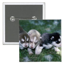 Siberian Husky pups, 3 weeks Button