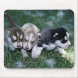 Siberian Husky pups, 3 weeks mousepads