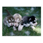 Siberian Husky pups, 3 weeks Postcard