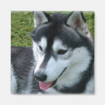 Siberian Husky Square Magnet